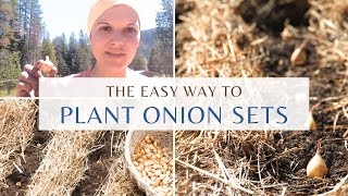 how to plant onion bulbs in the spring: easy way to plant onion sets