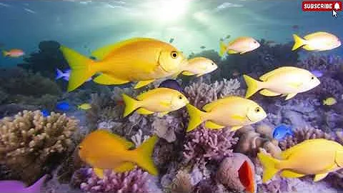 Marvel at Sea Animal in The Best Aquarium -Dive Into The Mesmerizing Underwater Realm - Sleep Music