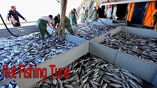 Wow!! Net Fishing Tuna, Commercial Fishing Net Catch Hundreds Tons Tuna on Boat