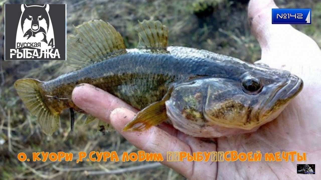 ротан рыба. головешка-ротан. ротан головешка рыба. головешка ротан монотипические роды лучеперых рыб. ротан подкаменщик.