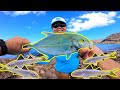 Best Live Bait for Shore Fishing in Hawaii | Whipping Fishing in Hawaii | Hawaii Fishing | Oama Bait