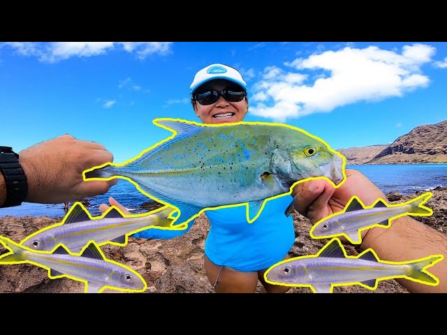 Best Live Bait for Shore Fishing in Hawaii