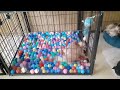 Yorkshire Terriër puppies enjoy the balls (socializing)