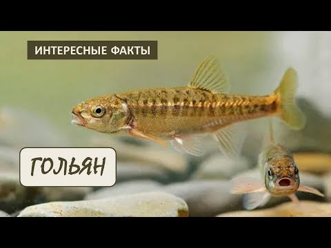 ГОЛЬЯН🐟/ Рыбы/Животные/Интересные факты