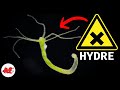 Les hydres un danger pour laquarium