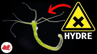 Les hydres un DANGER pour l'aquarium?