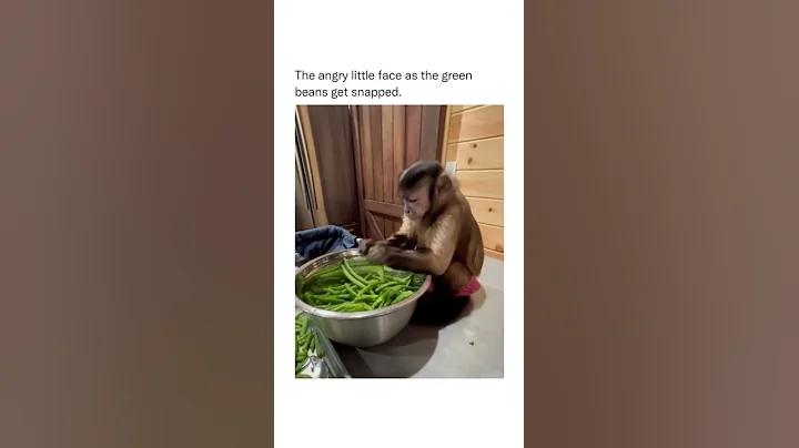 Angry Monkey 🙊 | Fun Starts Here | #shorts #youtubeshorts #viral #funstartshere