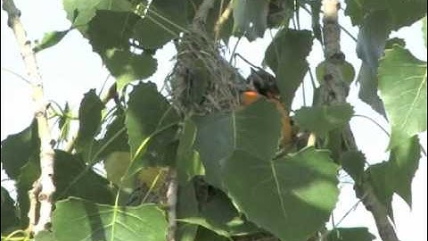 Oriole Nest