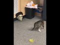 بياخد فترة حتي يستوعب😂😂 #لايك #cat #catlovers