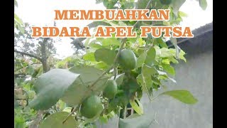 TIPS .Kunci Sukses Membuahkan Bidara Apel Putsa umur 8 bulan