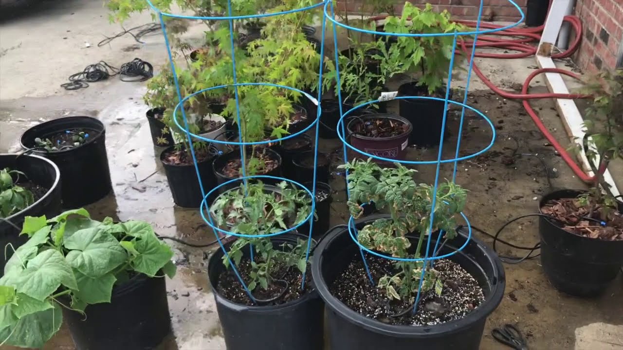 Automatic Plant Watering System Self Watering System For Potted Plants Wifi Dog Bowl Refill Youtube
