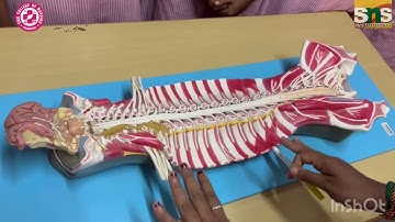 Design Thinking based Learning | Spinal Nerves | Mrs.Lalithamani.D | SNS Institutions