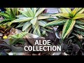 My full aloe collection tour