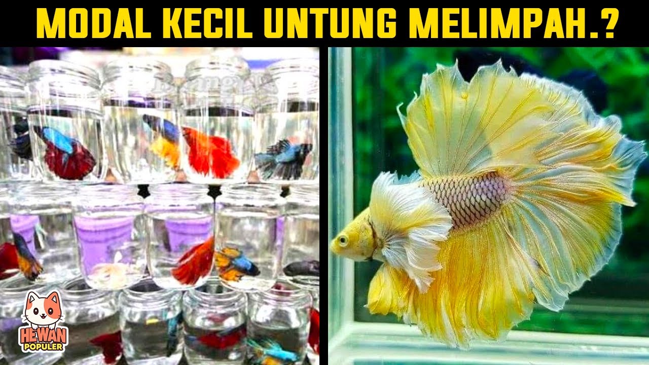 Proses Budidaya Ikan Cupang Mulai Dasar Sampai Untung Puluhan Juta