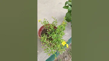 August 9 2025 Is My Garden Flowers 