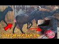 علاج خروج الرحم بطريقة سهلة عزل الفحول عن الماعز 