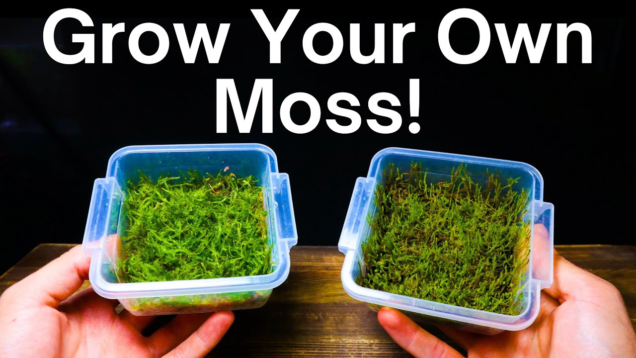 How To Propagate Moss - Simple & Easy Method! 