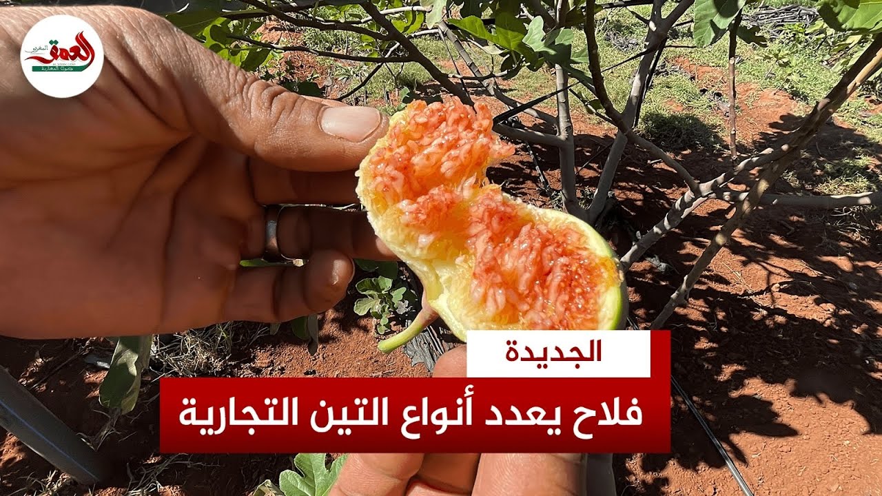 موسم جني التين 