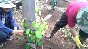 Hiệp hội Hồ tiêu Chư Sê: hướng dẫn chi tiết cách đôn dây Tiêu lươn