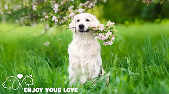 DOG TV: The Best Ultimate Home Alone Anti-Anxiety Solution for Dogs - Video Entertainment for Dogs