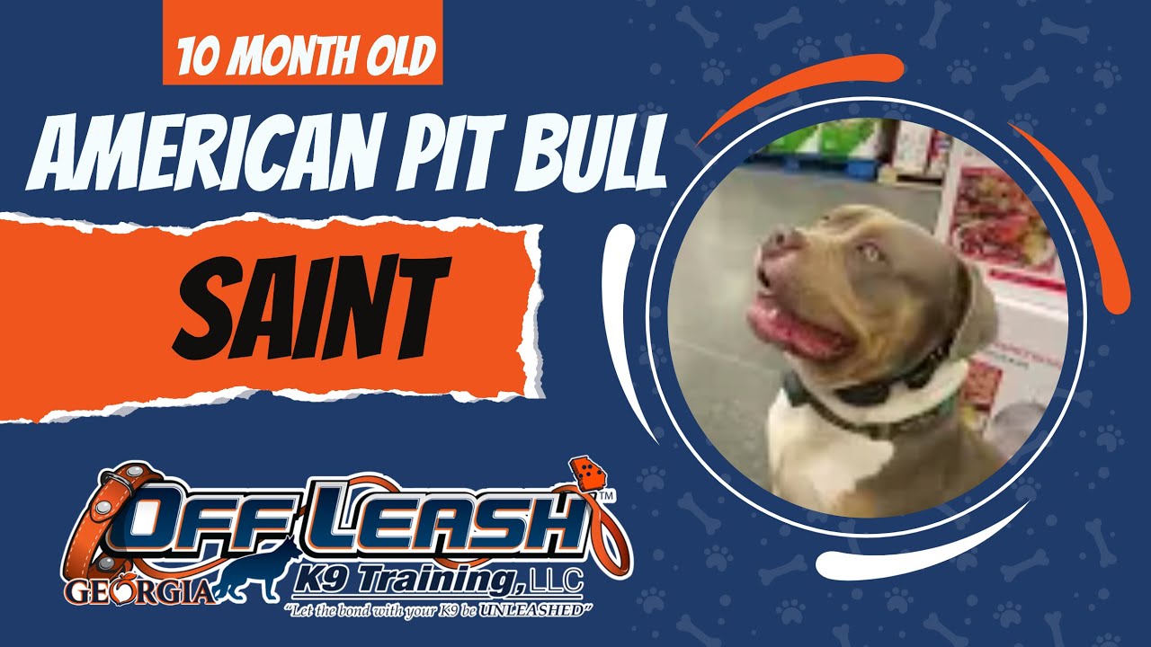 Saint 10 Month Old American Pit bull l Off Leash Pit bull Training