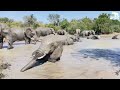 An Elephant Carer’s View of a Morning &amp; Afternoon with the Herd