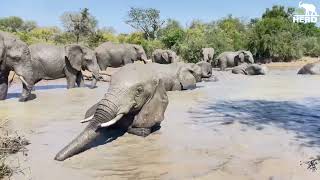 An Elephant Carer’s View of a Morning & Afternoon with the Herd by HERD Elephant Orphanage South Africa 52,566 views 6 days ago 12 minutes, 7 seconds