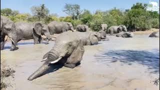 An Elephant Carer’s View of a Morning & Afternoon with the Herd