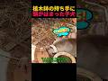 植木鉢の取っ手に頭がはまった子犬#子犬#ワンコ#犬のいる暮らし#救出成功#癒し動画