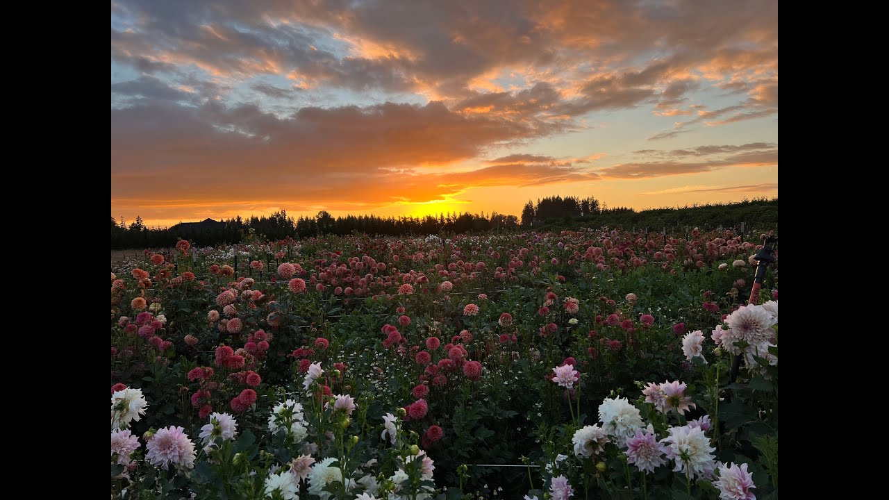 Цветочная ферма PNW: Экскурсия по 5000 георгинов