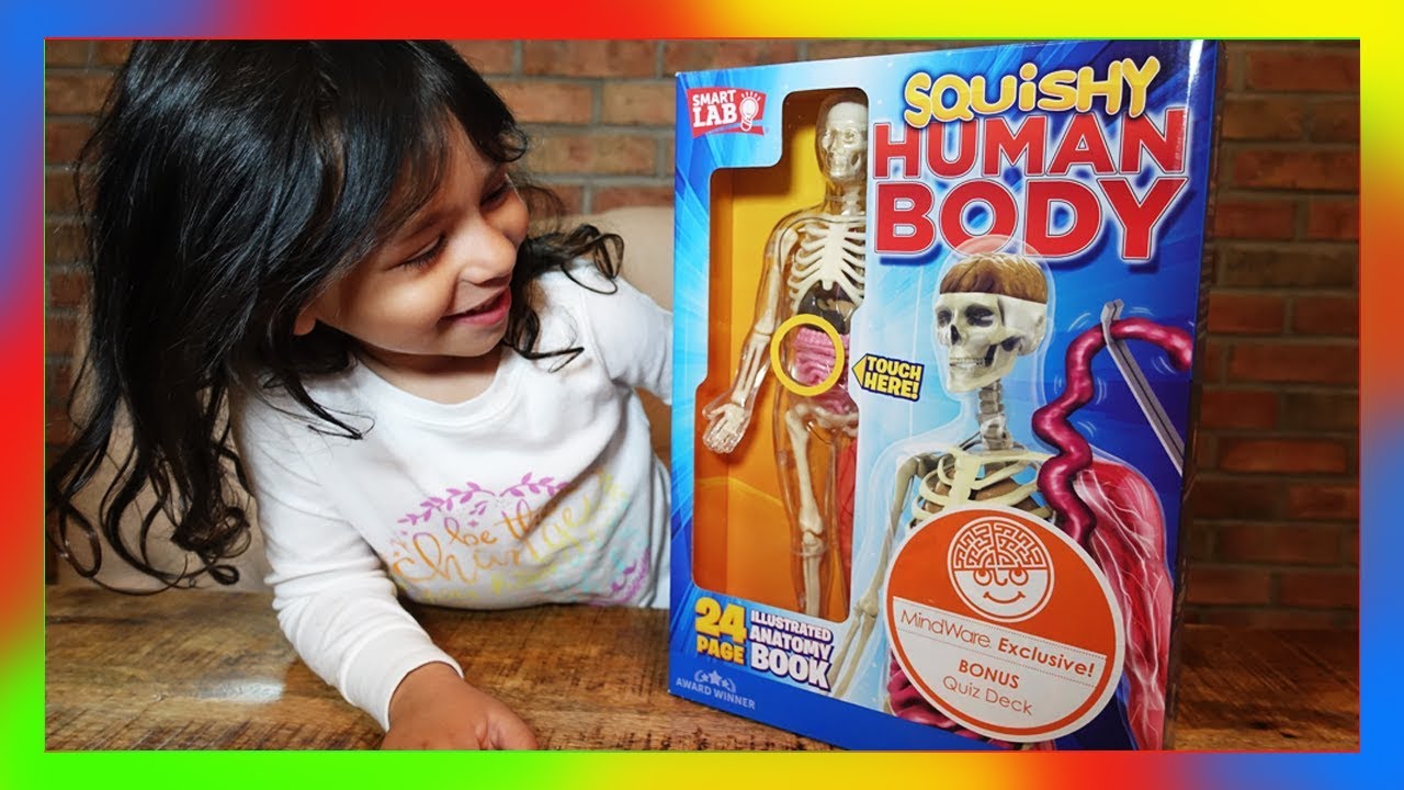 human body educational toys