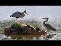 Live: Herons in Inner Mongolia prepare their nests ahead of spring