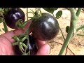 How to tell when indigo rose tomatoes are ripe