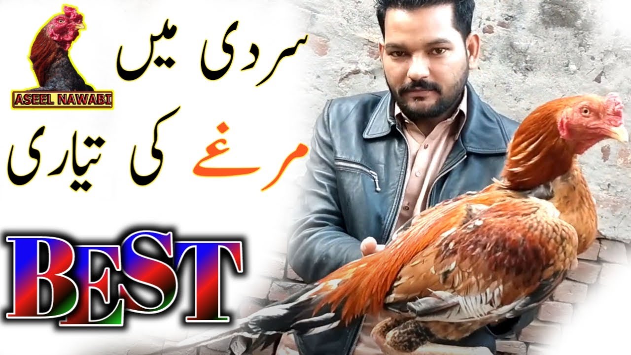 Aseel Murga Sardi Main Ladai Ke Liye Taiyar Karne Ka Tarika Aseel