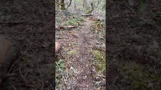 BIrdsview Riding Area - More trail work and reroutes.. by Eric Troili AirWreck 30 views 4 years ago 1 minute, 13 seconds