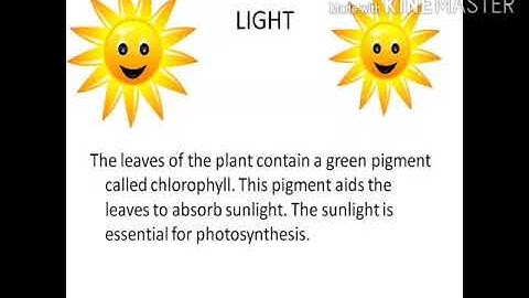 MLZS JHANSI CLASS 4 EVS Chapter 8 Roots Lecture 1