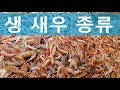 새우 장수가 알려준 김장철 맛있는 생새우는 ??