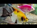 Аквариумдағы балықтар | aquarium fish