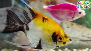 Аквариумдағы балықтар | aquarium fish