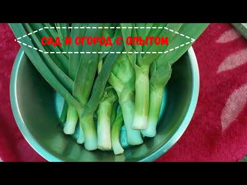 ЛУК ПОРЕЙ как