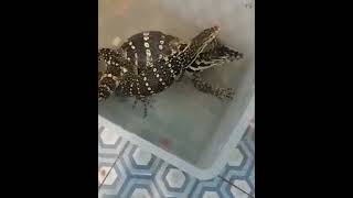 BREEDING VARANUS SALVATOR LOCALITY JAWA