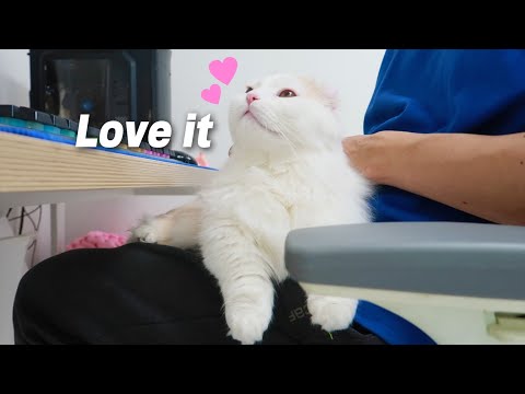My <strong>Cat</strong> Likes to Sit on My Lap <strong>Best</strong>!