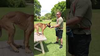 Malinois learns verbal command on camera Part 1 #Malinois #belgianmalinois