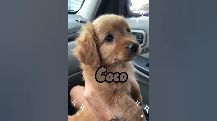 Cute unusual dog names🥰✨ - DayDayNews