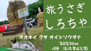 【うさぎ動画】2023GW　旅うさぎと真実の口　#rabbits #うさぎ #シロチャ #レッキス #清流里山公園 #岐阜県