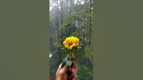 Thumbnail of Lagu suku mandar di Sulawesi Sulbar