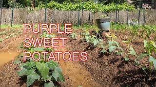 10,000 SUBSCRIBER #garden  UPDATE  #sweetpotatoes #tomatoes #peppers #squash #corn  more