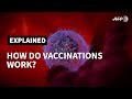 Vaccines part 7 - viral vaccine - YouTube