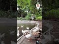 Duck  animals  birds  duck sound  surat zoo      shorts  youtube shorts