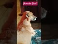 Devender Bisht #viral #doggielife #viralmusic #funny #bollywoodcoversongs #viralvideo #pets #song #